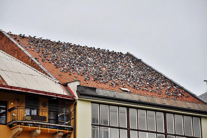 A2B Pest Control are able to install spikes to deter birds from roofs in Bedford. 