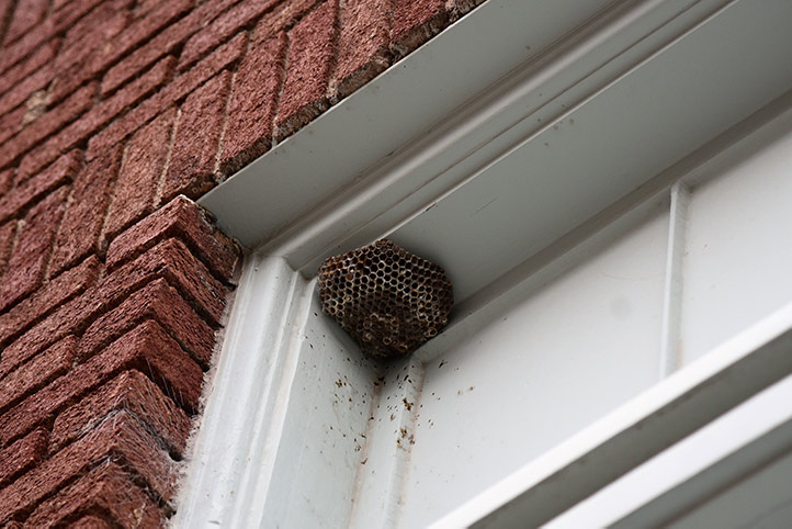 We provide a wasp nest removal service for domestic and commercial properties in Bedford.